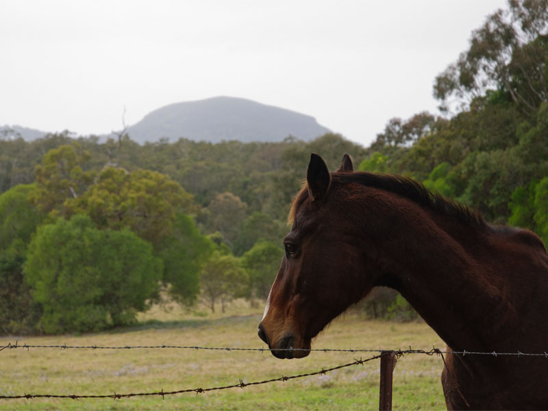 Horse turns to look across the paddock toward Mt Coolum .