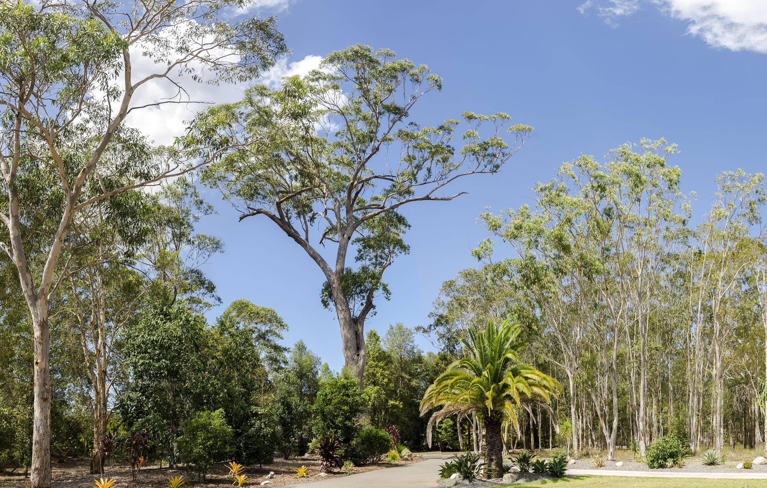 Panoramic image of Australian gum trees .